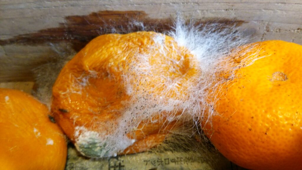 白カビ?ホコリ?白カビの特徴から発生原因、除去・対策まとめ