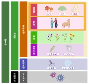 【図解】カビとは?基礎知識から発生原因・対策方法まとめ