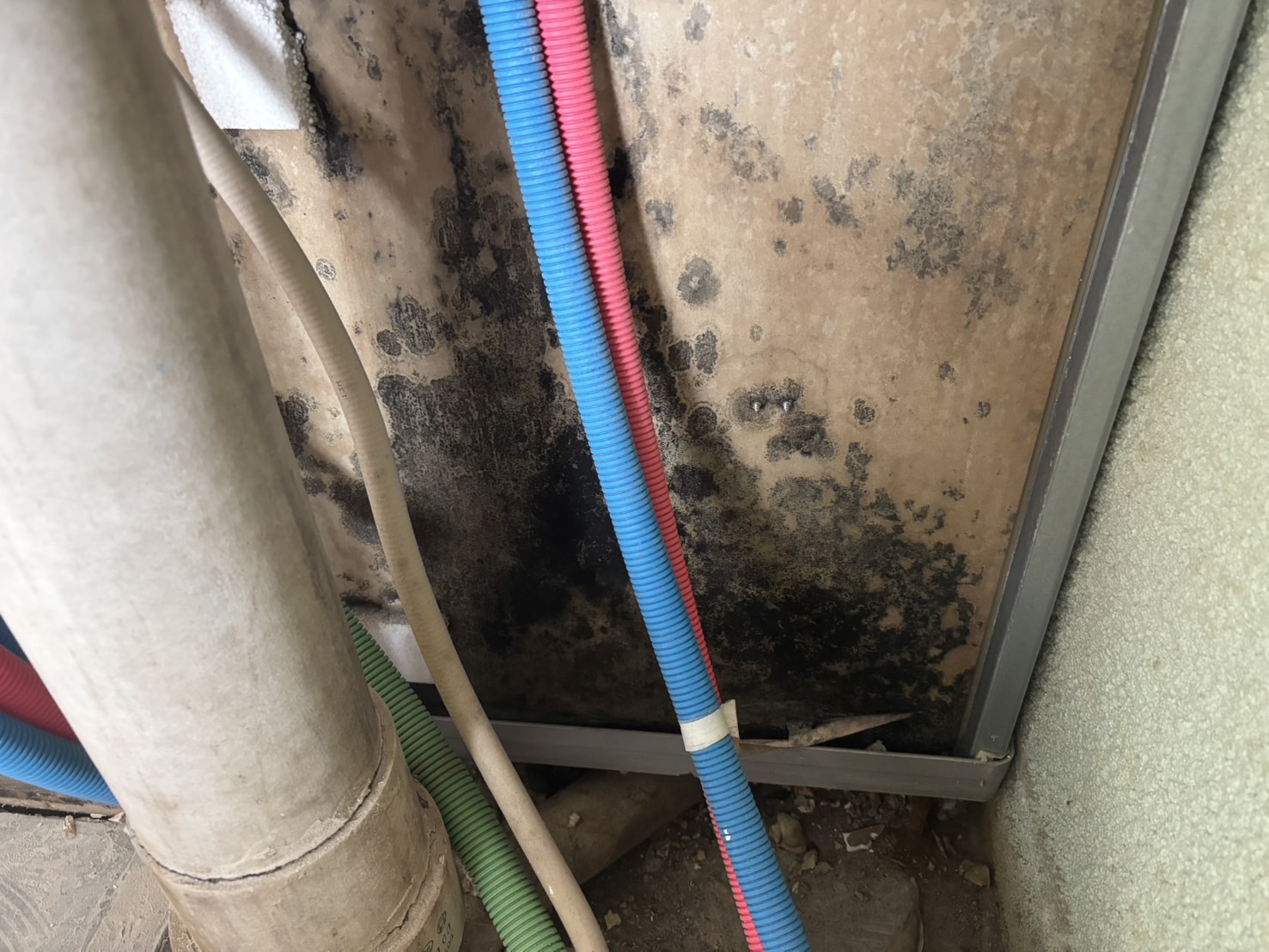 漏水被害によるカビの除去と防カビ作業 Before Image